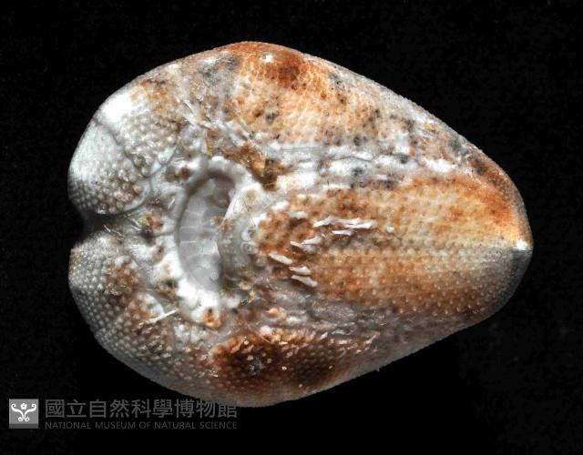 命運神海膽藏品圖，第3張