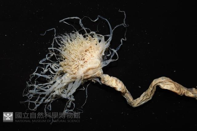 盔形水母之一種藏品圖，第3張