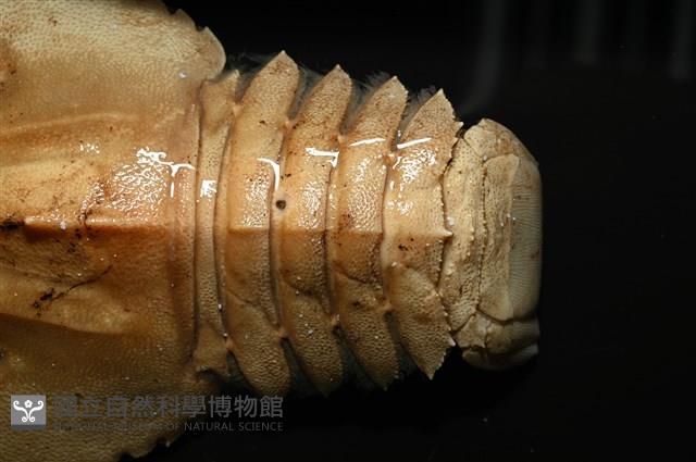 九齒扇蝦藏品圖，第3張