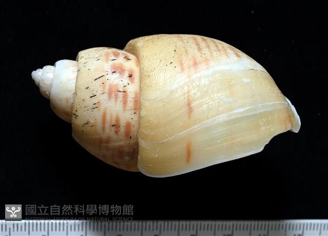 彩繪型深溝鳳螺藏品圖，第3張