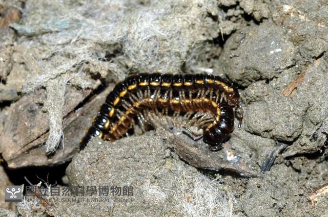 北京小直形馬陸藏品圖，第3張