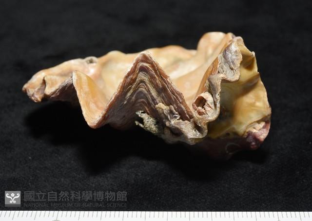 鋸齒牡蠣藏品圖，第3張