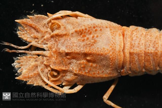 褐紅蟬蝦藏品圖，第3張