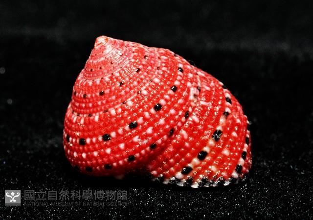 草莓鐘螺藏品圖，第3張