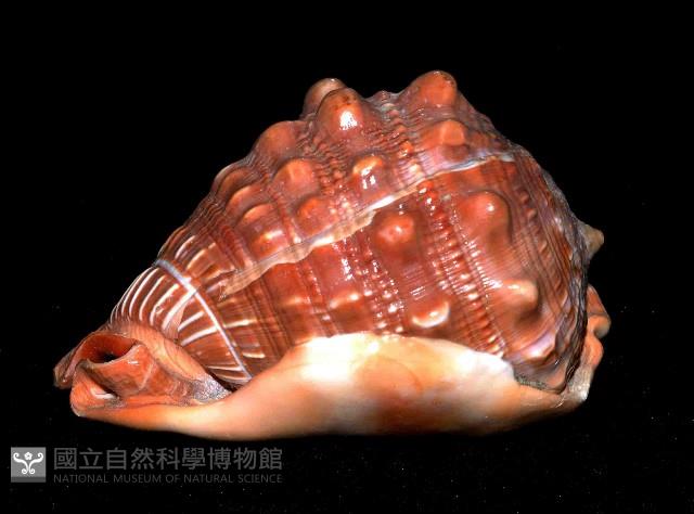 萬寶螺藏品圖，第3張