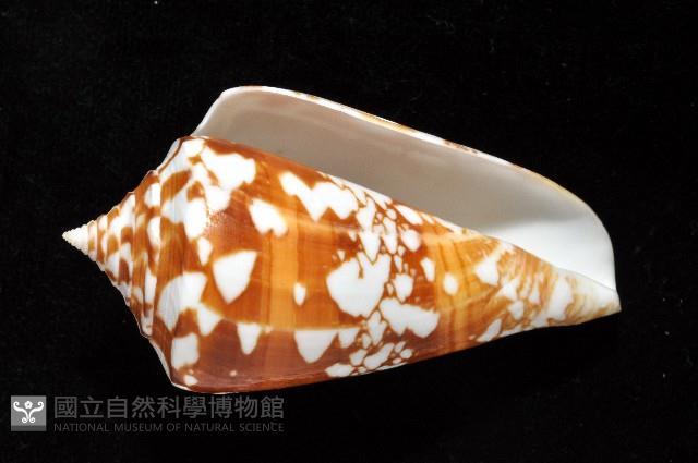 阿瑪迪芋螺藏品圖，第3張