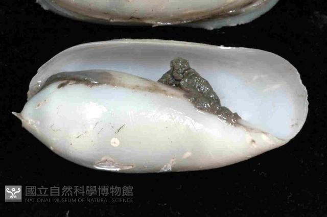 未知種深海粗米螺藏品圖，第3張