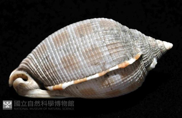 布紋鬘螺藏品圖，第3張