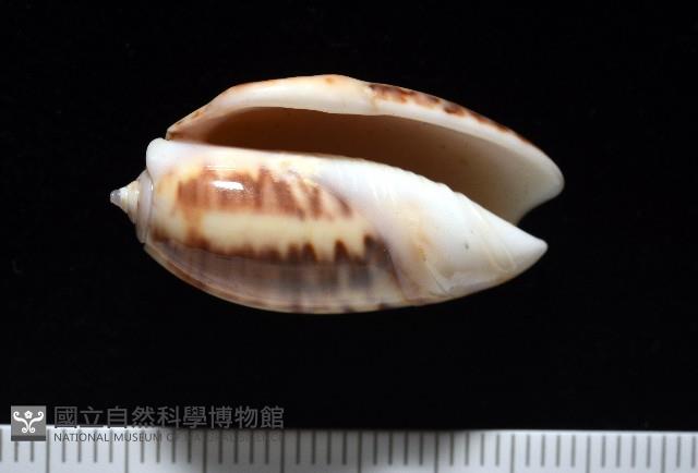 泡形榧螺藏品圖，第3張