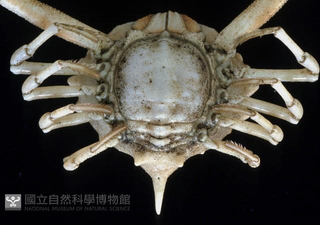 泡粒長螯蟹藏品圖，第3張