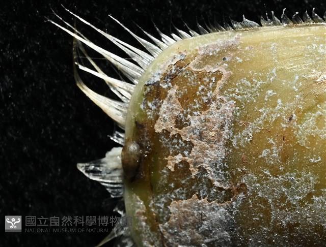 亞氏海豆芽藏品圖，第3張