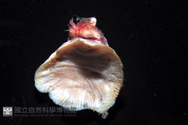 未知種海葵(海葵目)藏品圖，第3張
