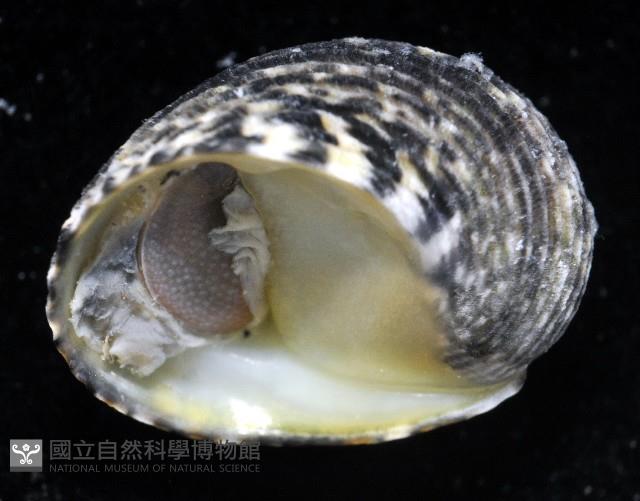 虛線蜑螺藏品圖，第3張