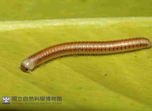 畏光側山蛩藏品圖，第3張