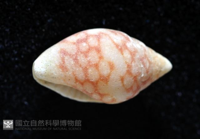 麥螺藏品圖，第3張