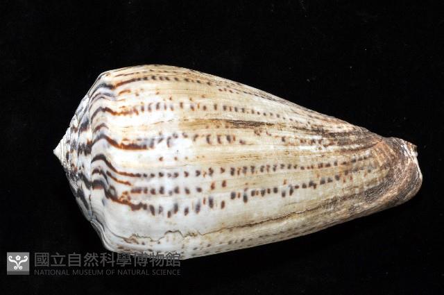 沙漏芋螺藏品圖，第3張