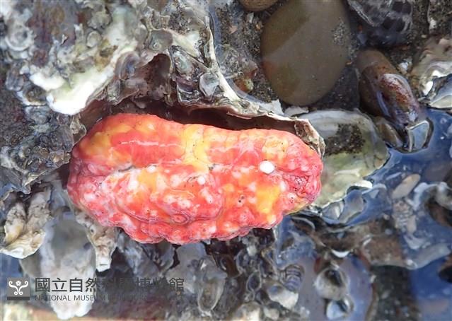 可疑翼手參藏品圖，第3張