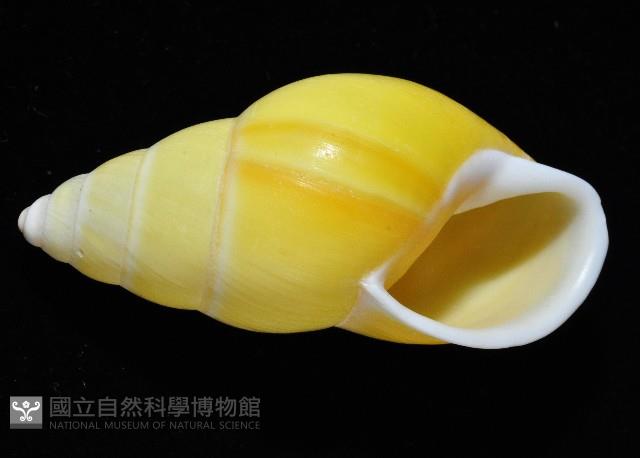 黃雙旋蝸牛藏品圖，第3張