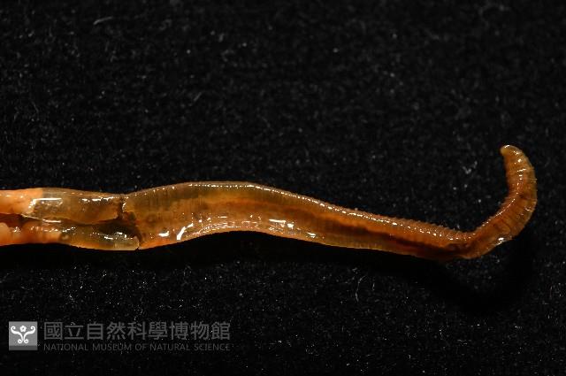 九棚遠環蚓(新種)藏品圖，第3張