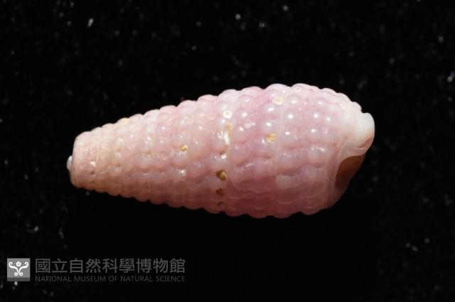 金黃三口螺(小紫左錐螺)藏品圖，第3張