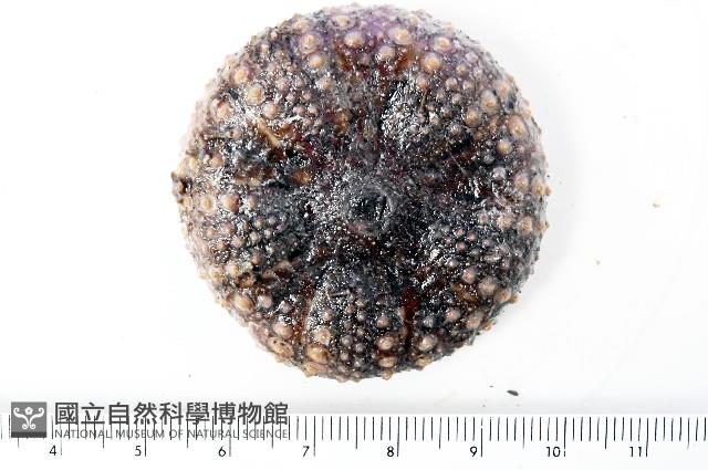 日本毛冠海膽藏品圖，第3張