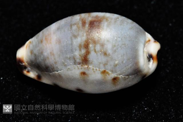 小眼寶螺藏品圖，第3張