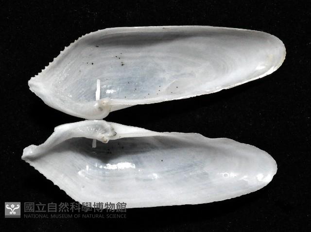 馬尼拉鷗蛤藏品圖，第3張