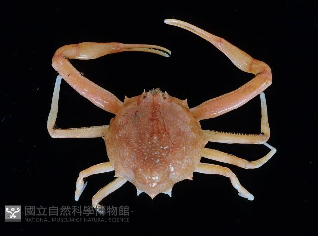 十一刺栗殼蟹藏品圖，第3張