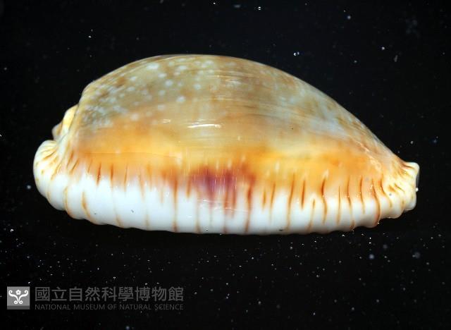 腰斑寶螺藏品圖，第3張