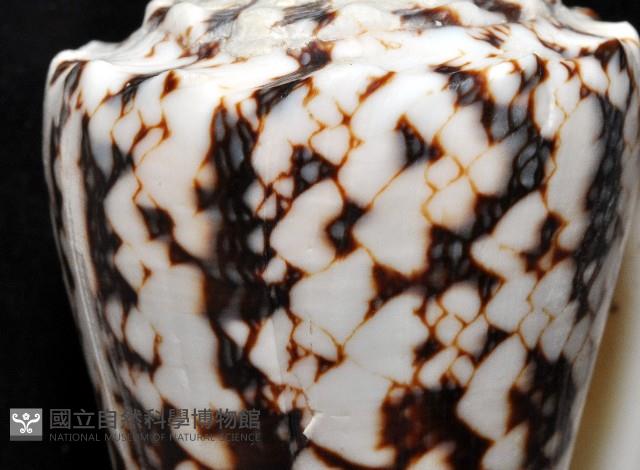 網目大理石芋螺藏品圖，第3張