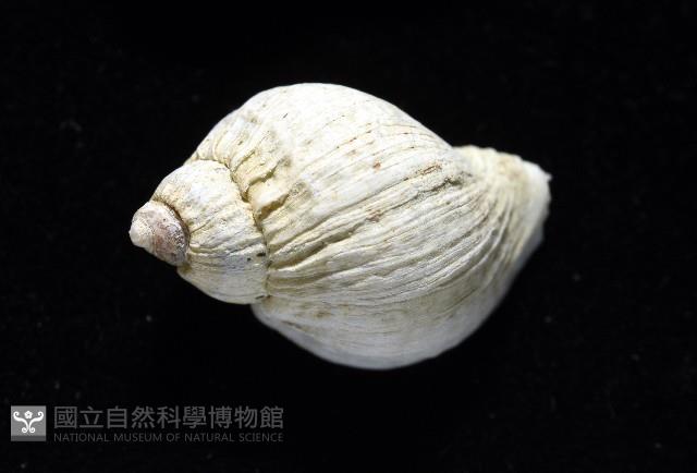 南極骨螺藏品圖，第3張
