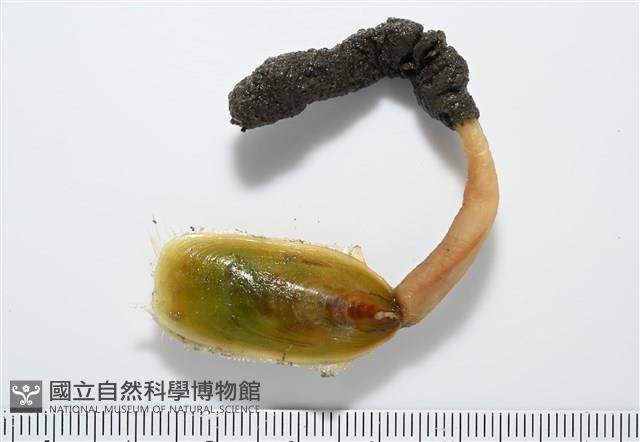 亞氏海豆芽藏品圖，第3張