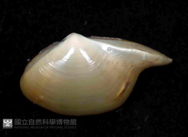 深淵馬刺蛤藏品圖，第3張