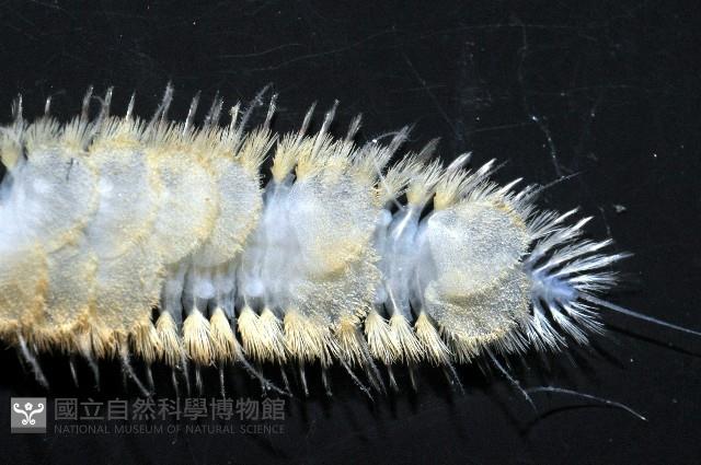 未知種多鱗蟲藏品圖，第3張