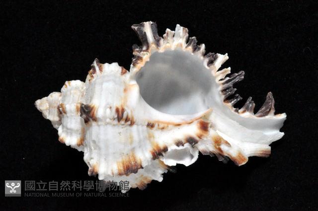 萵苣千手螺藏品圖，第3張