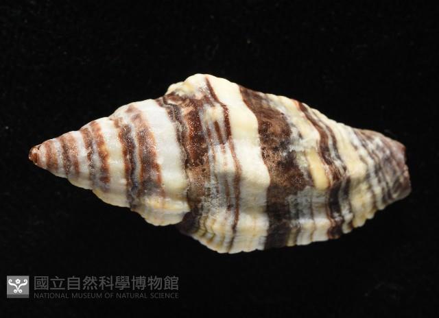 黑帶蛹筆螺藏品圖，第3張
