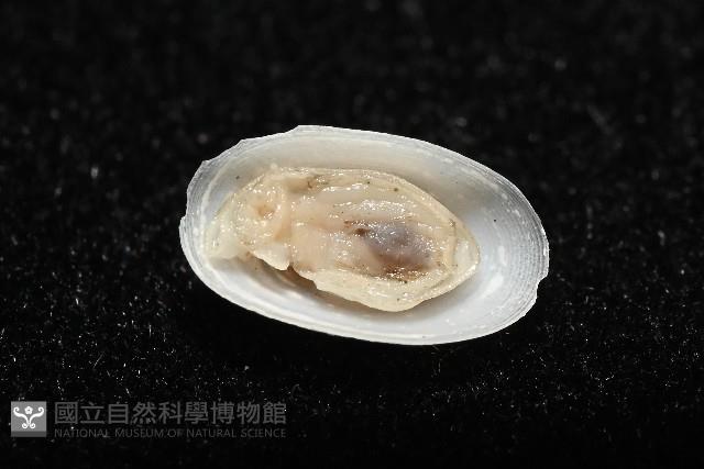 登錄號:004961-00119藏品圖，第3張