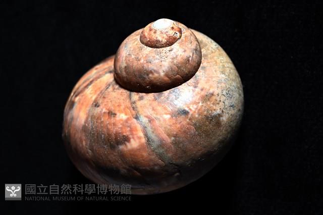 芮氏蠑螺藏品圖，第3張