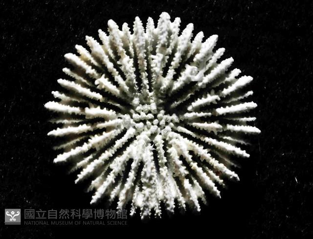 未知種角杯珊瑚藏品圖，第3張