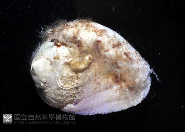 紫口珊瑚螺藏品圖，第3張