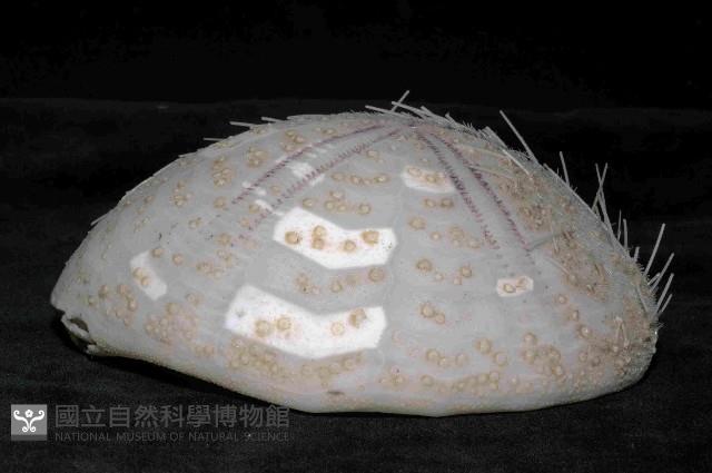 大脆心形海膽藏品圖，第3張