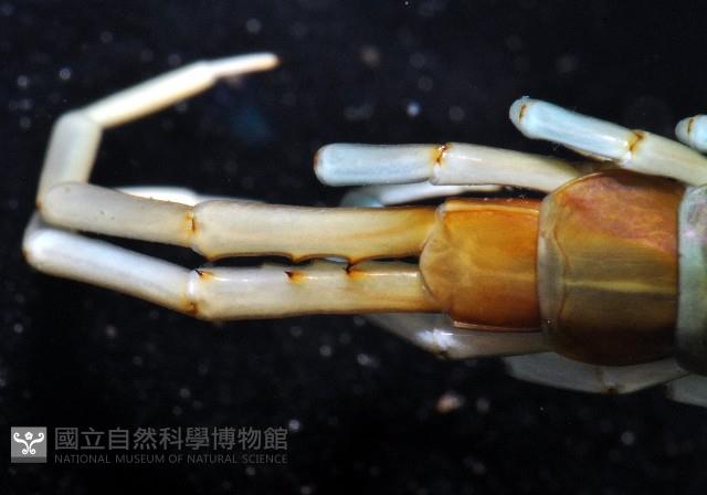 長足衛蜈蚣藏品圖，第3張