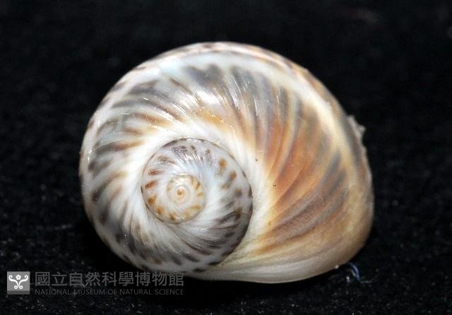 小灰玉螺藏品圖，第3張