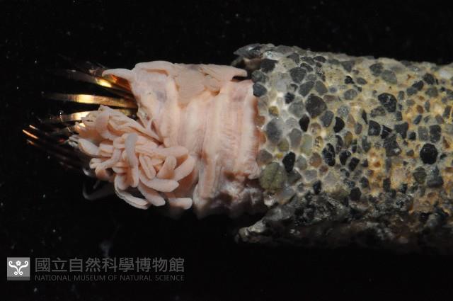 未知種筆帽蟲藏品圖，第3張