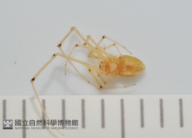 蘭嶼金姬蛛藏品圖，第3張