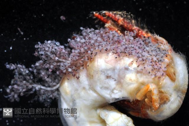 珊瑚細螯寄居蟹藏品圖，第3張