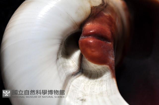 大玉螺藏品圖，第3張