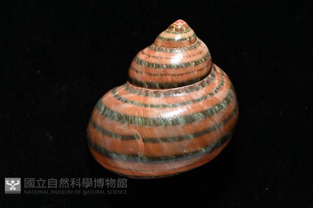 芮氏蠑螺藏品圖，第3張
