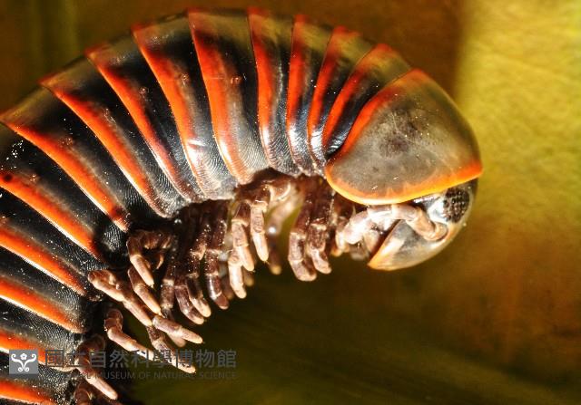 太麻里山蛩藏品圖，第3張