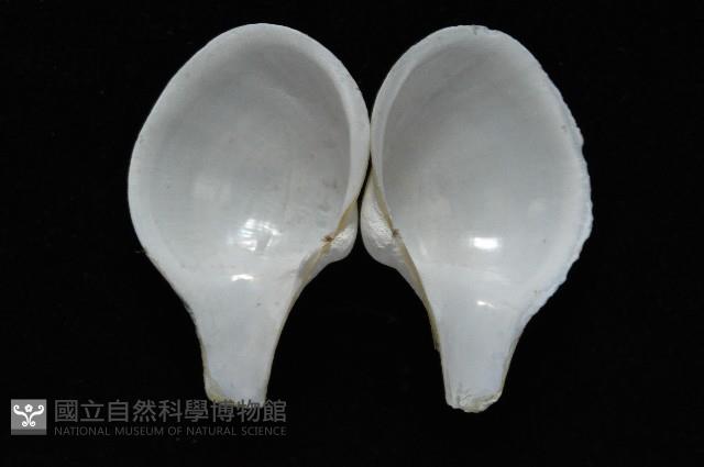 太平洋深淵杓蛤藏品圖，第3張